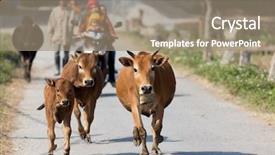  Presentation with mai - Slide set having brown cows running in countryside background and a coral colored foreground
