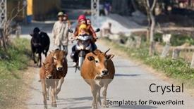  Presentation with mai - Amazing slide deck having brown cows running in countryside backdrop and a mint green colored foreground