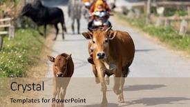  Presentation with brown - Presentation featuring brown cows running in countryside background and a coral colored foreground