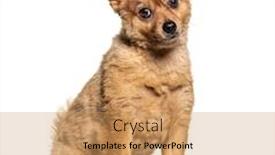  Presentation with brown - Amazing presentation design having brown-crossbreed-dog-isolated backdrop and a coral colored foreground