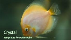  Presentation with brown - Colorful presentation enhanced with exotic animal life - brown discus symphysodon aequifasciatus also backdrop and a tawny brown colored foreground