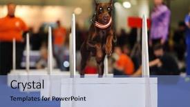  Presentation with brown - Presentation design having brown dog jumps over white barrier at dogshow - demonstration of training background and a teal colored foreground