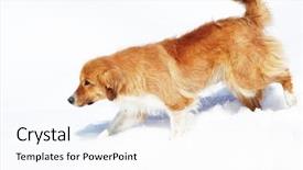  Presentation with snow day - Beautiful PPT theme featuring brown dog walking on snow backdrop and a white colored foreground
