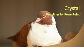  Presentation with dove - Slide deck featuring brown dove columba livia f background and a tawny brown colored foreground