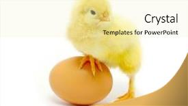  Presentation with chick - Slide deck consisting of brown egg and chicken isolated background and a blonde colored foreground