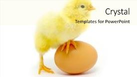  Presentation with chick - Cool new presentation theme with brown egg and chicken isolated backdrop and a blonde colored foreground