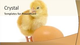  Presentation with chick - Presentation design with brown egg and chicken background and a blonde colored foreground