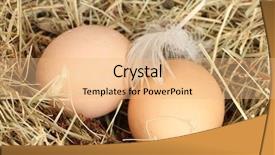  Presentation with egg - Presentation theme having brown eggs in a nest background and a coral colored foreground