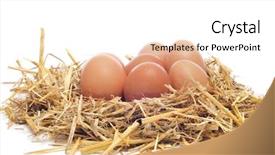  Presentation with pile - Slides consisting of brown eggs in a nest background and a pink colored foreground