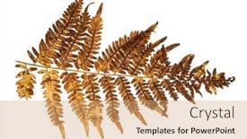  Presentation with fern - Amazing presentation having brown-fern-branch-isolated backdrop and a coral colored foreground