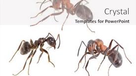  Presentation with ants - Amazing PPT theme having brown-forest-ants-isolated backdrop and a light gray colored foreground