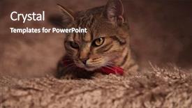  Presentation with fold - Audience pleasing PPT theme consisting of brown fur background looks down backdrop and a  colored foreground