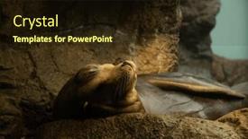  Presentation with seashore - Theme with brown-fur-seal-is-sleeping background and a  colored foreground