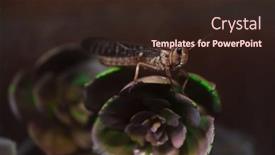  Presentation with brown tulips butterflies - PPT theme with brown-grasshopper-in-a-terrarium background and a wine colored foreground
