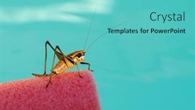  Presentation with brown - Presentation featuring brown-grasshopper-on-blue-background background and a  colored foreground