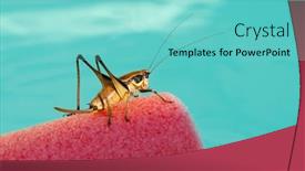  Presentation with brown - Slide set consisting of brown-grasshopper-on-blue-background background and a  colored foreground