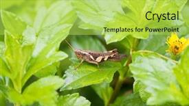  Presentation with water rain drop hanging on a fresh green leaf - PPT layouts enhanced with brown grasshopper on green leaf background and a yellow colored foreground