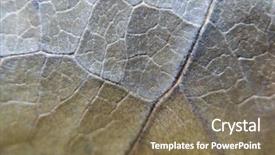  Presentation with dry pineapple close up many - Audience pleasing slide deck consisting of brown grey design abstract - dry gray leaf close-up background backdrop and a violet colored foreground