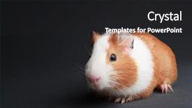  Presentation with red white grey - PPT layouts having brown guinea pig on grey background and a dark gray colored foreground