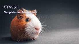  Presentation with guinea pig - Colorful presentation design enhanced with brown-guinea-pig-on-grey backdrop and a wine colored foreground