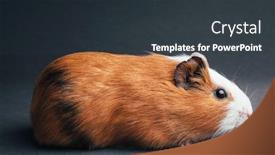  Presentation with guinea pig - Presentation theme featuring brown-guinea-pig-on-grey background and a tawny brown colored foreground