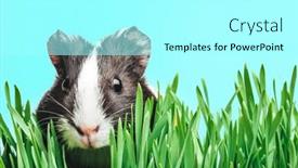  Presentation with guinea pig - Cool new theme with brown-guinea-pig-peeps-out backdrop and a arctic colored foreground
