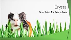  Presentation with guinea pig - Slides with brown-guinea-pig-peeps-out background and a white colored foreground