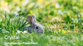  Presentation with rabbit - Audience pleasing PPT layouts consisting of brown hare - small grey rabbit in green backdrop and a tawny brown colored foreground