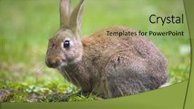  Presentation with rabbit - Audience pleasing slide deck consisting of brown hare - wild rabbit in the meadow backdrop and a mint green colored foreground