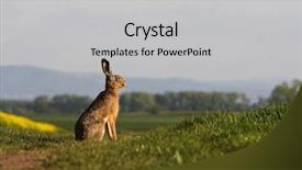  Presentation with brown tulips butterflies - Colorful presentation theme enhanced with brown hare lepus europaeus sitting backdrop and a light gray colored foreground