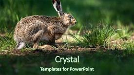  Presentation with brown and purple - Presentation design with brown hare lepus europaeus background and a tawny brown colored foreground