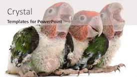  Presentation with parrots - Theme featuring brown-headed-parrots-poicephalus-cryptoxanthus background and a lemonade colored foreground