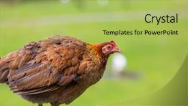  Presentation with hen - Beautiful slide deck featuring brown hen in the farm backdrop and a yellow colored foreground