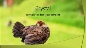  Presentation with hen - Presentation theme enhanced with brown hen in the farm background and a yellow colored foreground
