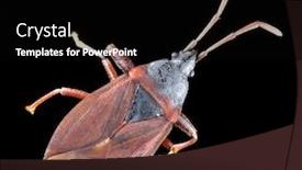  Presentation with brown - Slide deck with brown-heteroptera-isolated-on-black background and a black colored foreground