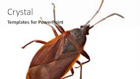  Presentation with brown - Presentation having brown-heteroptera-isolated-on-white background and a white colored foreground