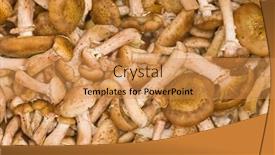  Presentation with fungus - 