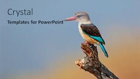  Presentation with kruger - Slide deck having brown-hooded kingfisher halcyon albiventris kruger national park south africa background and a light blue colored foreground