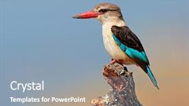  Presentation with kruger - PPT layouts having brown-hooded kingfisher halcyon albiventris background and a light blue colored foreground