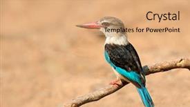  Presentation with kruger - Amazing slide deck having brown-hooded kingfisher halcyon albiventris backdrop and a  colored foreground