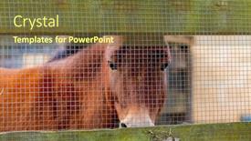  Presentation with horse - Audience pleasing presentation theme consisting of brown-horse-behide-a-fence backdrop and a tawny brown colored foreground