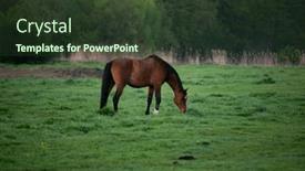  Presentation with horse in field - Presentation with brown-horse-grazing background and a tawny brown colored foreground