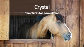  Presentation with horse - Audience pleasing slide deck consisting of brown horse looking out stable backdrop and a tawny brown colored foreground