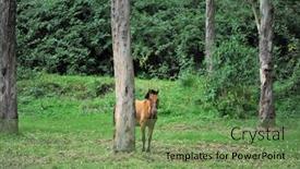 Presentation with ecuador - PPT theme consisting of brown-horse-on-green-background background and a seafoam green colored foreground