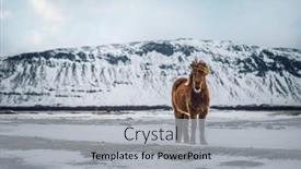  Presentation with wild horse - Audience pleasing slide deck consisting of brown-horse-standing-among-beautiful backdrop and a light gray colored foreground