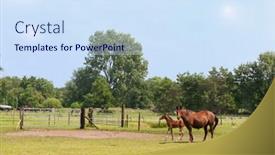  Presentation with foal - Colorful slide deck enhanced with brown-horse-with-foal backdrop and a sky blue colored foreground