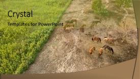  Presentation with farmland - Slide set having brown horses grazing in farmland background and a gold colored foreground