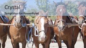  Presentation with ranch - Presentation with brown horses on ranch at corral background and a light blue colored foreground
