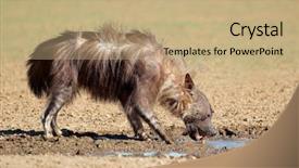  Presentation with kalahari - Theme enhanced with brown hyena hyaena brunnea drinking water kalahari desert south africa background and a coral colored foreground