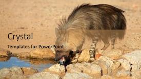  Presentation with kalahari - Beautiful PPT layouts featuring brown hyena hyaena brunnea drinking water kalahari desert south africa backdrop and a coral colored foreground
